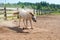 Pony shakes off sand