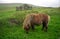 Pony, Shetland, Scotland