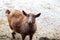 Pony size smiling goat curiously looking at the camera