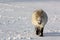 Pony in snow