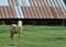 Pony standing in front of barn