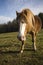 Pony in sunny pasture