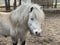 Pony in the woods outside the fence. Little horse behind a wooden fence. Stable with animals in the forest zoo