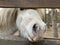 Pony in the woods outside the fence. Little horse behind a wooden fence. Stable with animals in the forest zoo