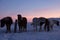 Ponys at Valley Haukadalur, Iceland