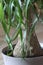 Ponytail palm 1022