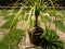 Ponytail palm Beaucrnea recurvata or Elephant foot plant or nolina palm with bare rootstock closeup
