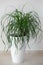 Ponytail palm houseplant