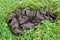 Poo from Scottish Highlander cows in grass