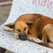 Pooch dog sleeps on bench on street