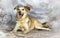 Pooch in the studio on a winter background