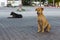 Pooch yellow and black dogs sitting on tile on street