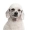 Poodle, 1 year old, in front of white background