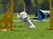 Poodle in agility summer camp