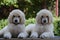 Poodle babies twins adorable puppies