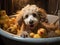 Poodle bathes in toy bathtub
