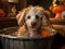 Poodle bathes in toy bathtub