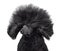 Poodle with blowing hair