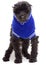 Poodle In Bright Blue Sweater