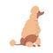 Poodle or Caniche as Breed of Water Dog in Sitting Pose Looking Up Vector Illustration