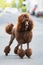 Poodle in the city standing on a street