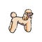 Poodle color line icon. Dog breed.