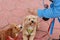 poodle cross dogs being walked and fed a treat by their owner on their daily walk