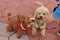 poodle cross dogs being walked and fed a treat by their owner on their daily walk