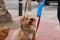 poodle cross dogs being walked and fed a treat by their owner on their daily walk