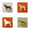 Poodle, doberman, dolmatin, german shepherd.Dog breeds set collection icons in flat style vector symbol stock