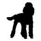 Poodle Dog Canis Lupus Standing On a Front View Silhouette Found In Map Of Europe. Good To Use For Element Print Book