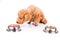 Poodle dog choosing between raw meat or kibbles as meal