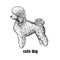 Poodle dog. Cute puppy. Black and white hand drawing