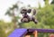 Poodle dog doing agility dogwalk