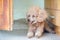 Poodle dog lay on the floor