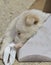 poodle dog left in a cardboard box for adoption
