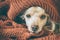 Poodle dog is lying and slepping under the blanket in bed .