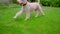 Poodle dog playing ball on green grass. Playful dog running with ball in mouth