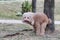 Poodle dog pooping defecate on grass in the park