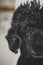 Poodle Dog Portrait black curly