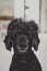 Poodle Dog Portrait black curly