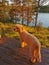 Poodle dog on a rive, forest background