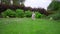 Poodle dog running on green grass at garden backyard. White poodle playing