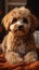 Poodle dog sitting on the carpet at home, adorable companion