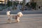 poodle dog walking over Melchiorre Gioia road Milan - bridge