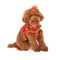 Poodle dog Wearing Fancy Harness