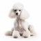 Poodle dog on white background