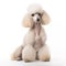 Poodle dog on white background