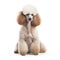 Poodle dog on white background