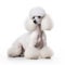 Poodle dog on white background